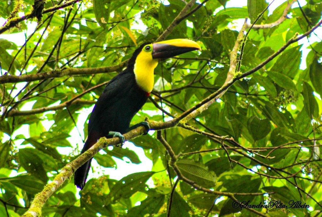Yellow-throated Toucan