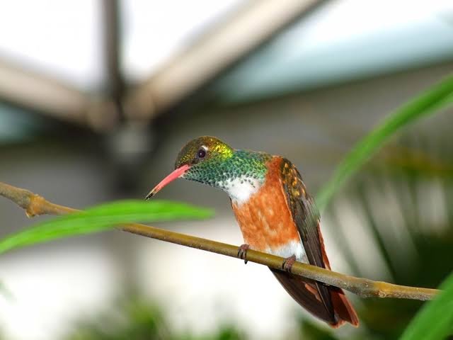 Amazilia Hummingbird