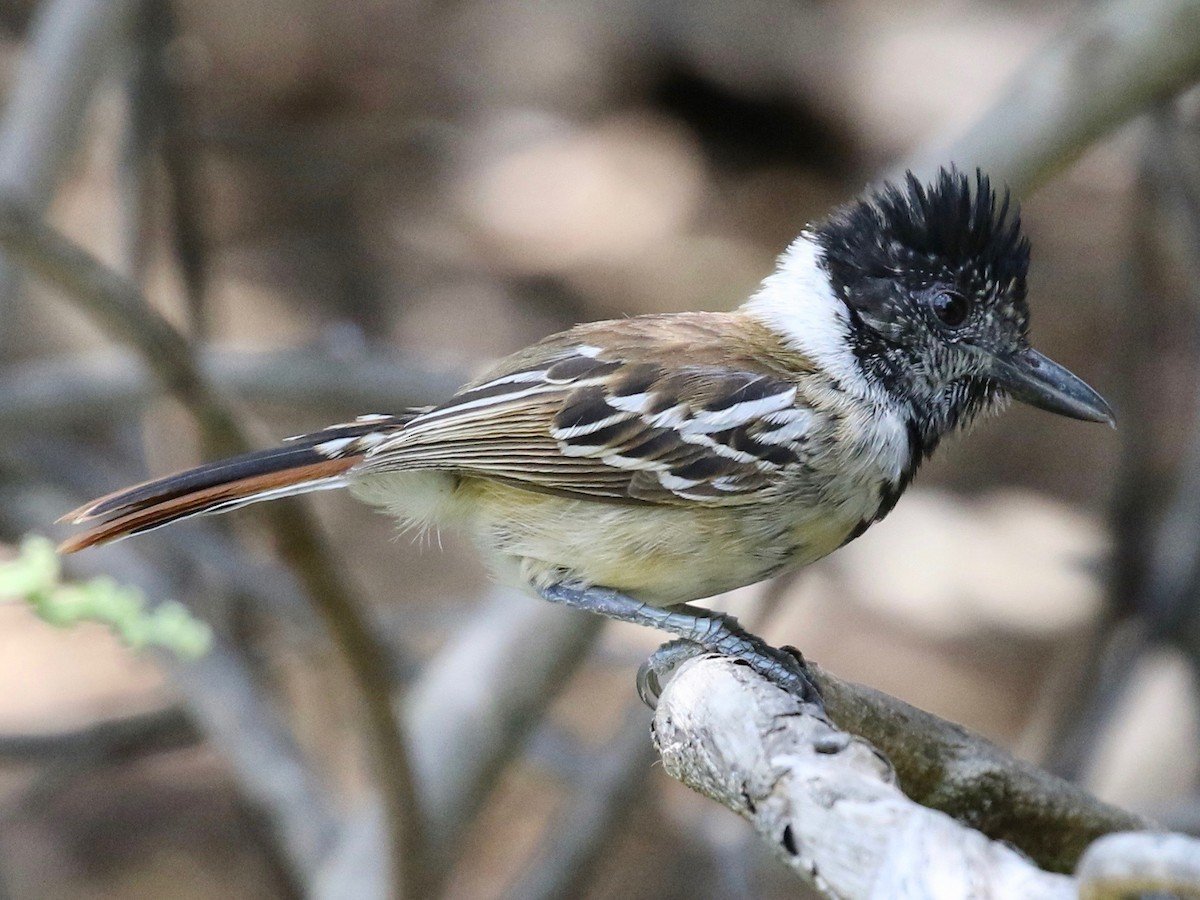 Collared Antshrike