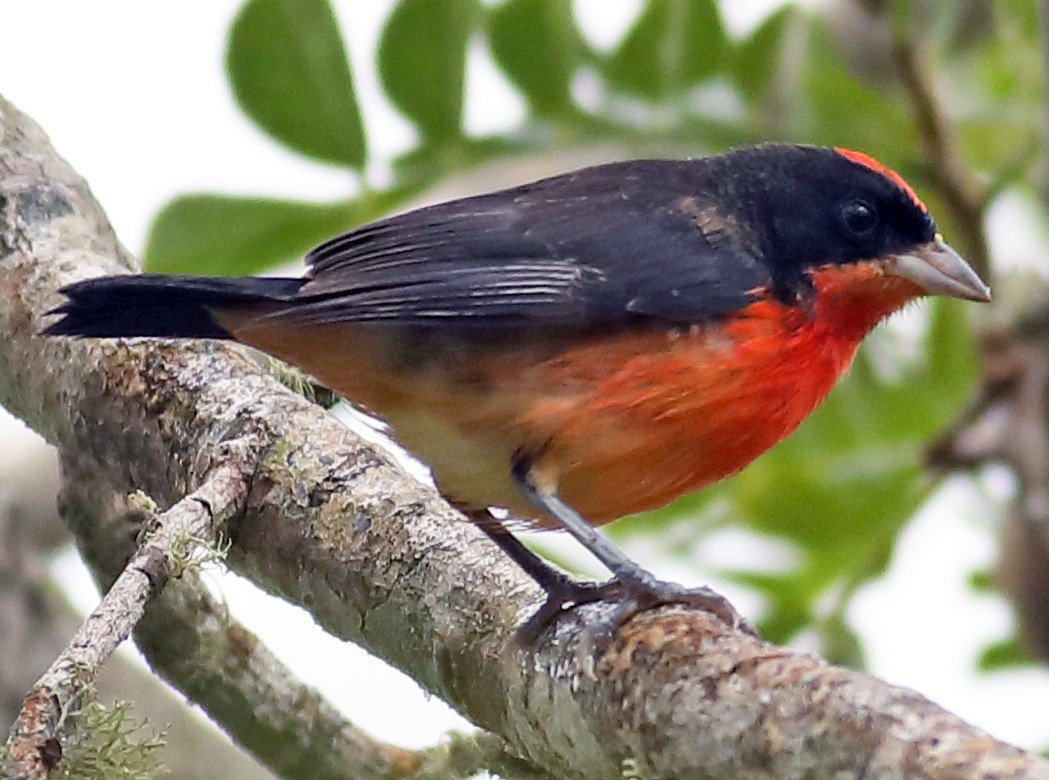 Crimson-breasted Finch