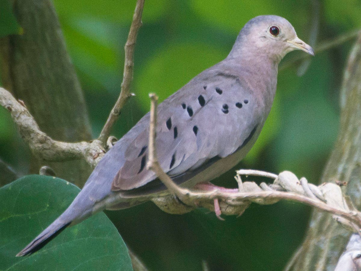 Ecuadorian Ground Dove