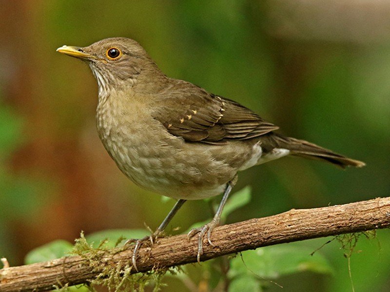 Ecuadorian Thrush