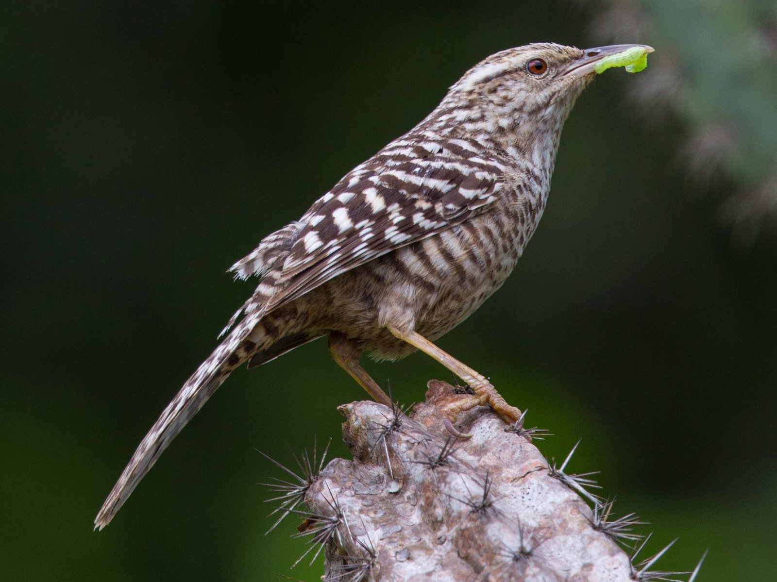 Fasciated Wren
