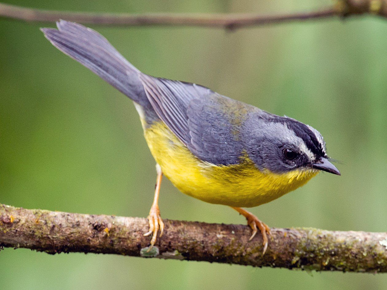 Gray-and-gold Warbler