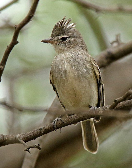 Gray and white Tyrannulet