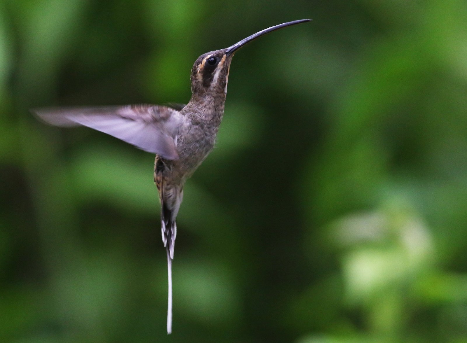 Long-billed Hermit