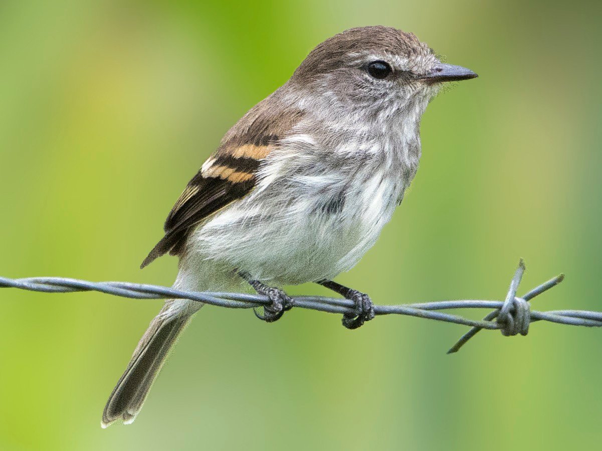 Mouse Gray Flycatcher