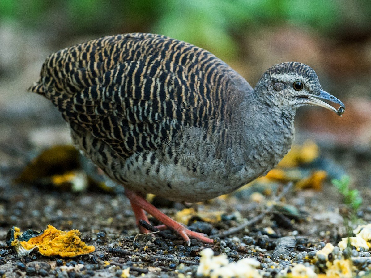 Pale-browed Tinamou