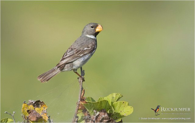Parrot-billed Seedeater