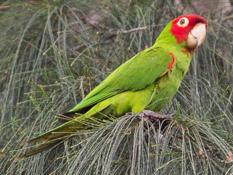 Red-masked Parakeet