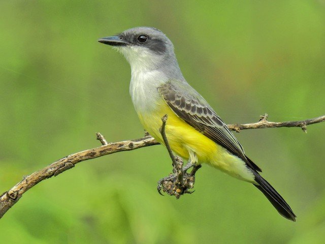 Snowy-throated Kingbird
