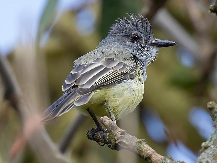 Sooty-crowned Flycatcher