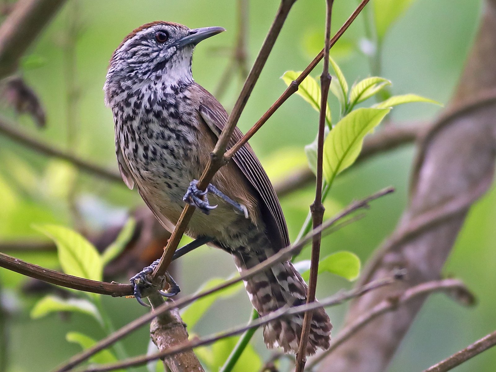 Speckle-breasted Wren
