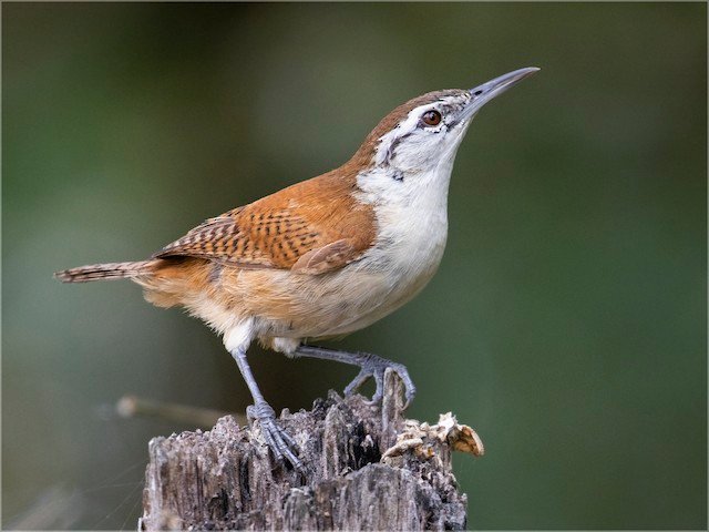 Superciliated Wren