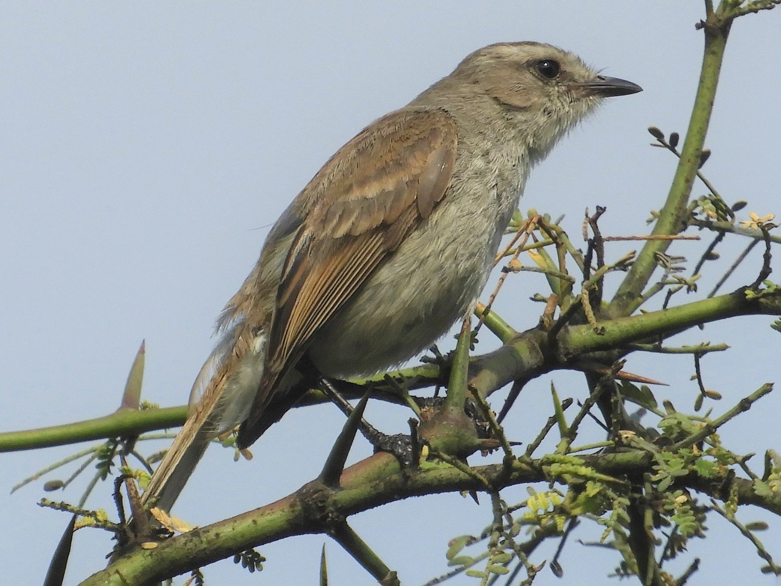 Tumbes Tyrannulet