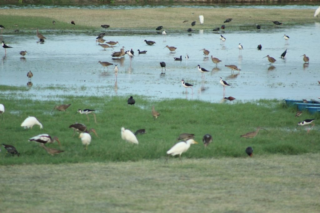 The salt marsh at the mouth of the Ayampe River