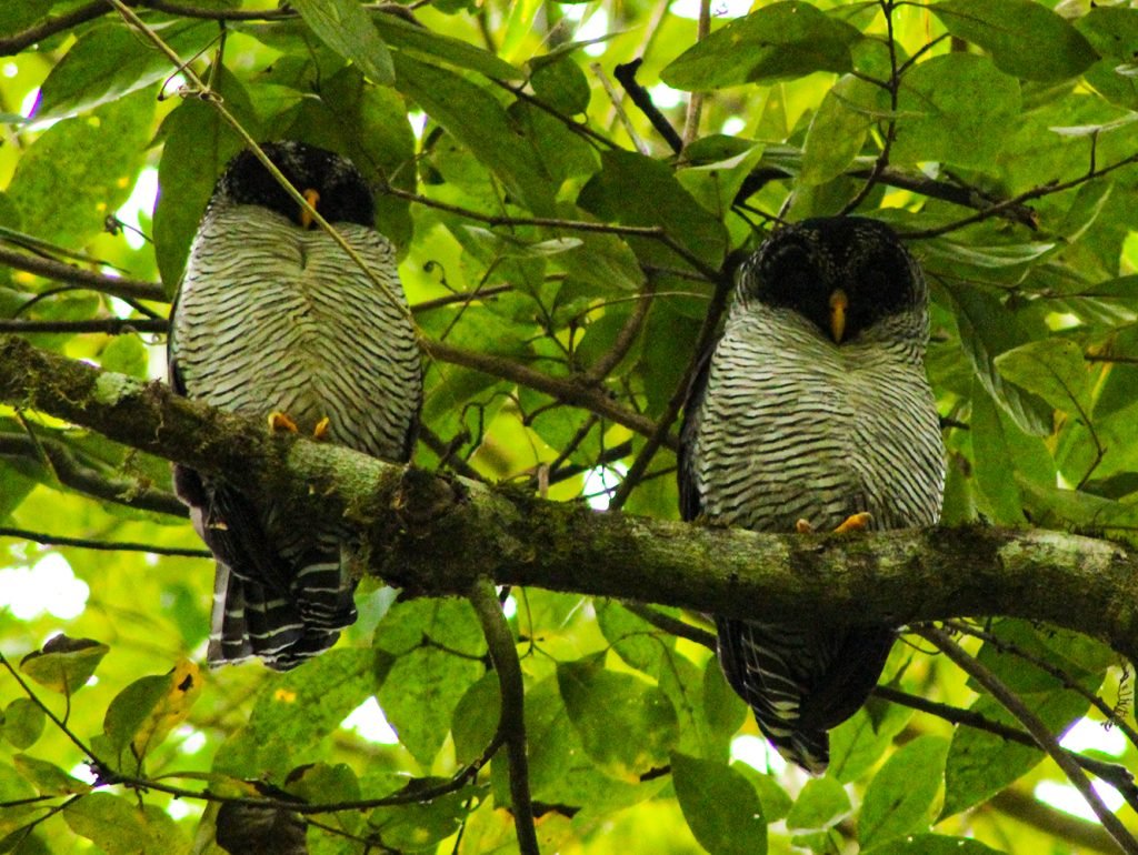 Black and White Owls