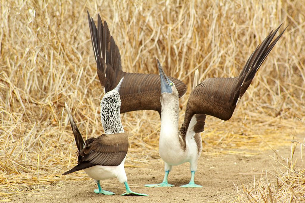 Blue Footed Boobies