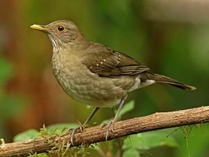 Ecuadorian Thrush