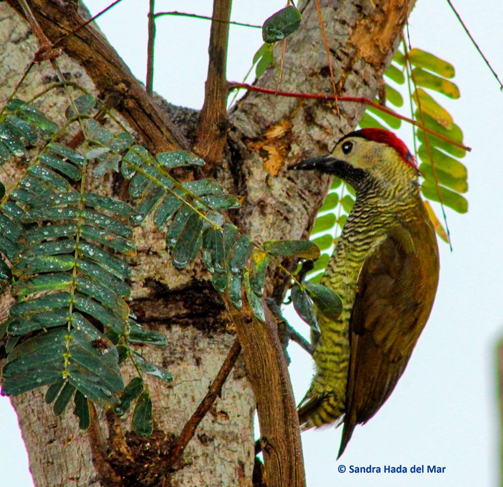 Golden Olive Woodpecker