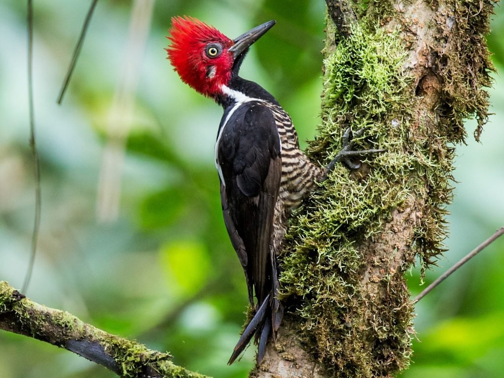 Guayaquil Woodpecker