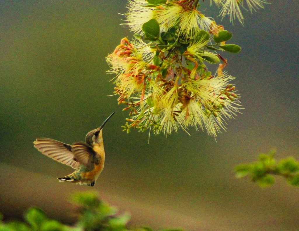 Short Tailed Woodstar