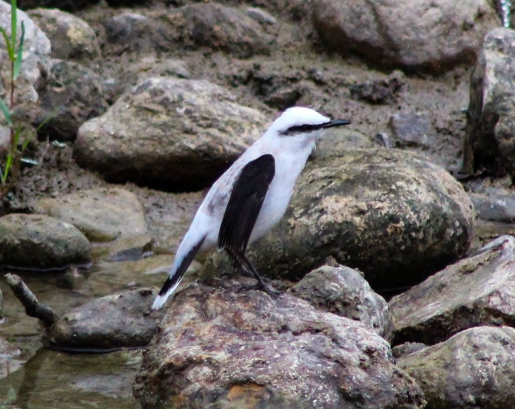 Masked Water Tyrant