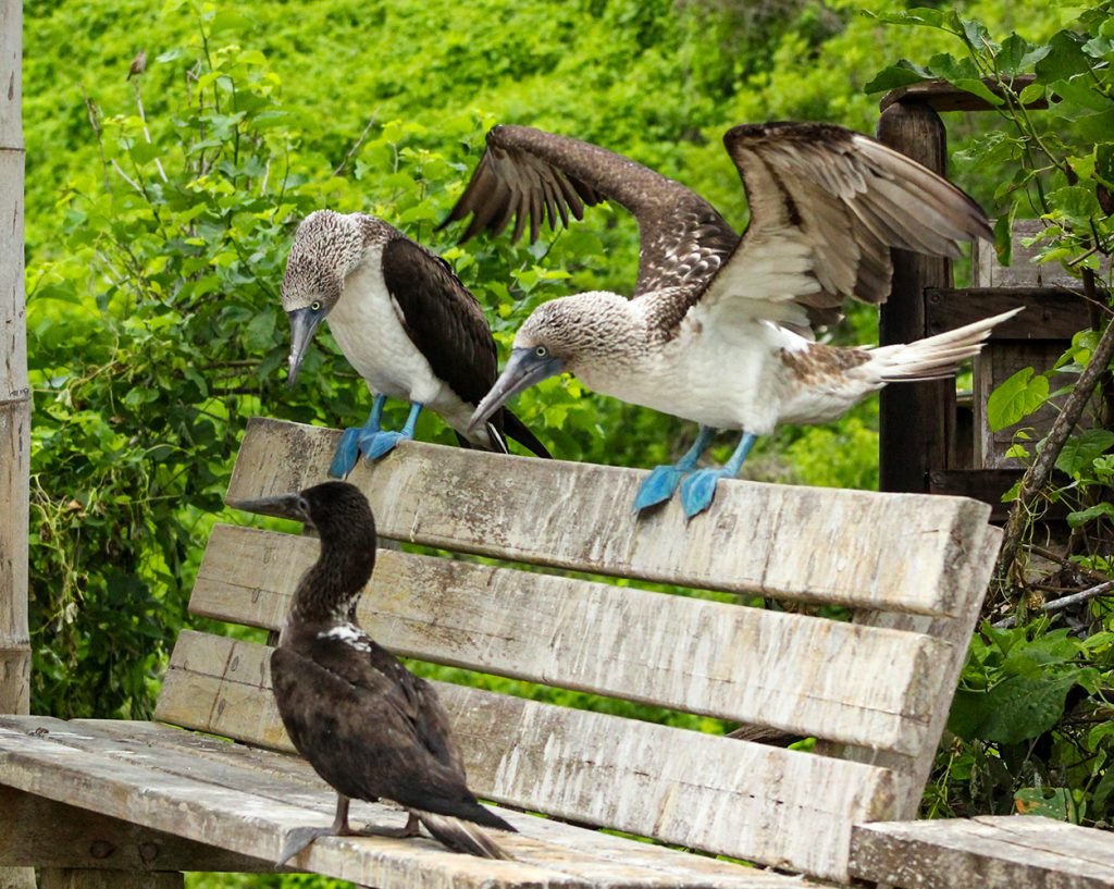 Blue Footed Boobies