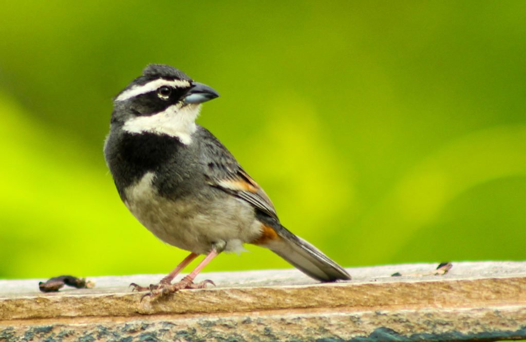 Collared Warbling Finch