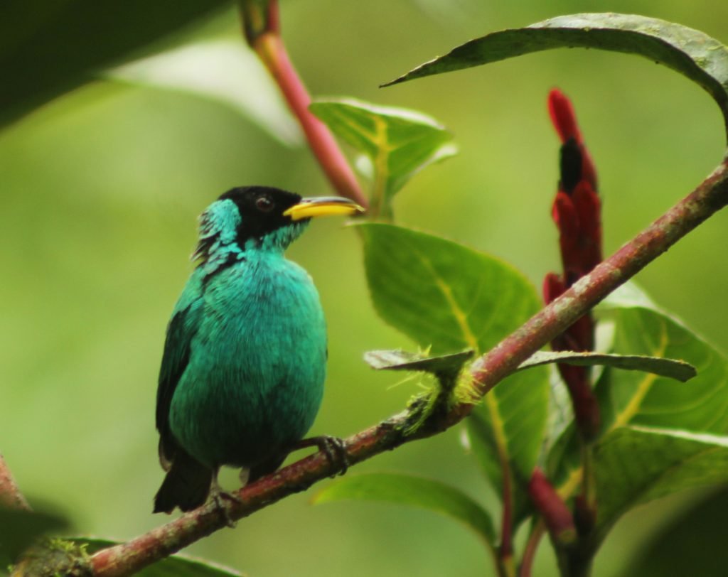 Green Honeycreeper