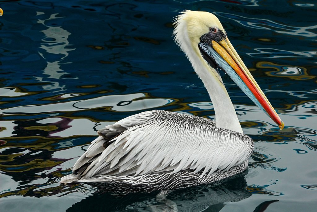 Peruvian Pelican