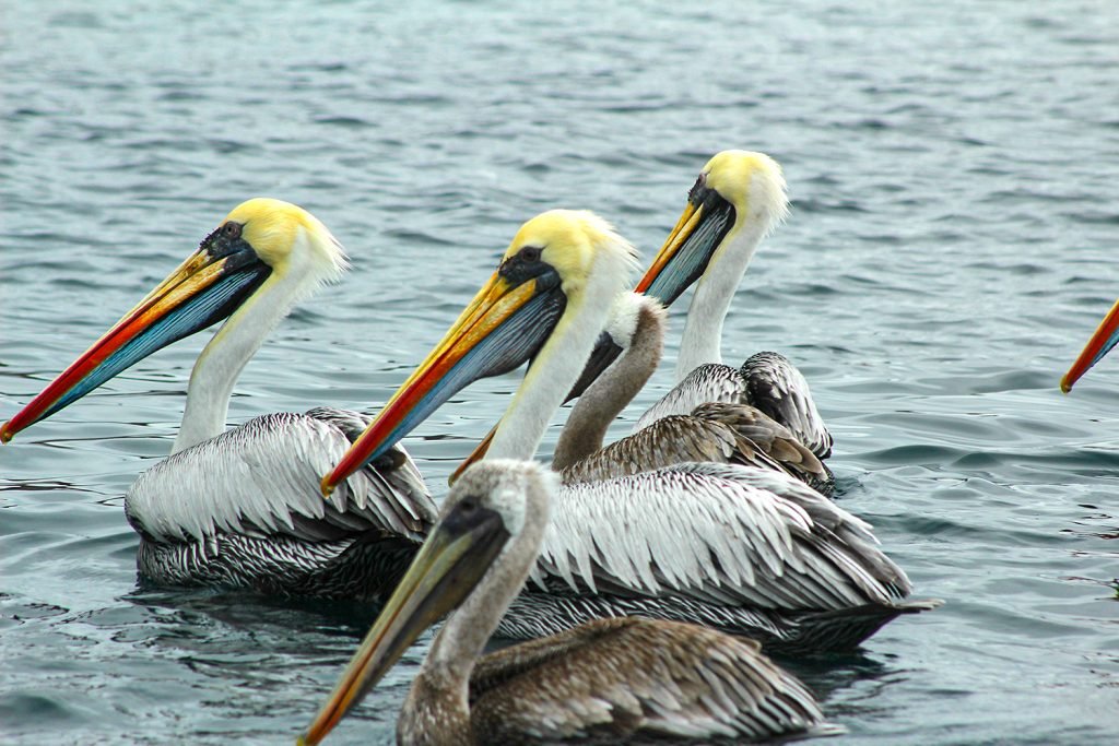 Peruvian Pelican and Brown Pelican