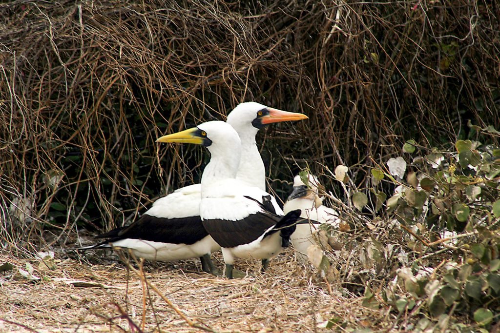 Masked Boobie and Nazca Boobie