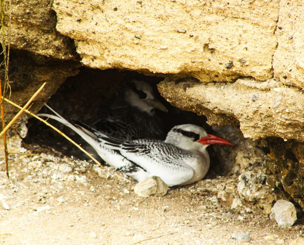 Red Billed Tropic Bird