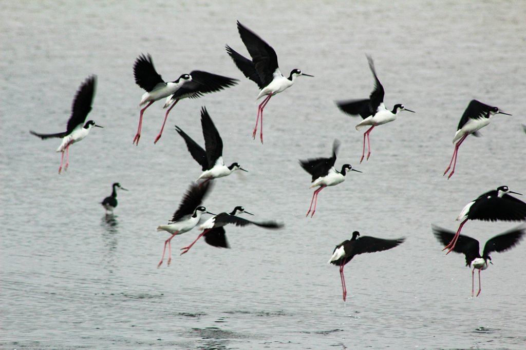 Black Necked Stilt