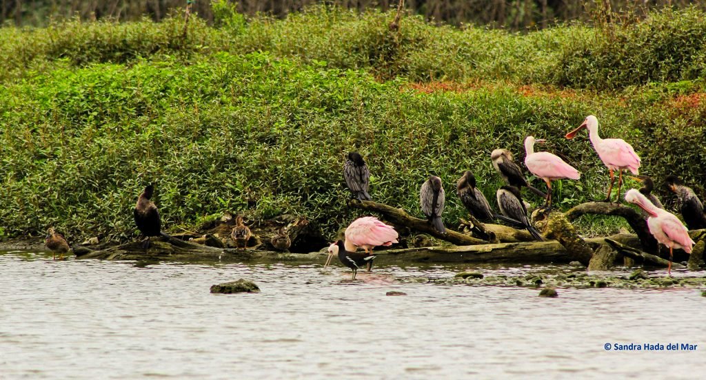 Saltwater Marsh birds