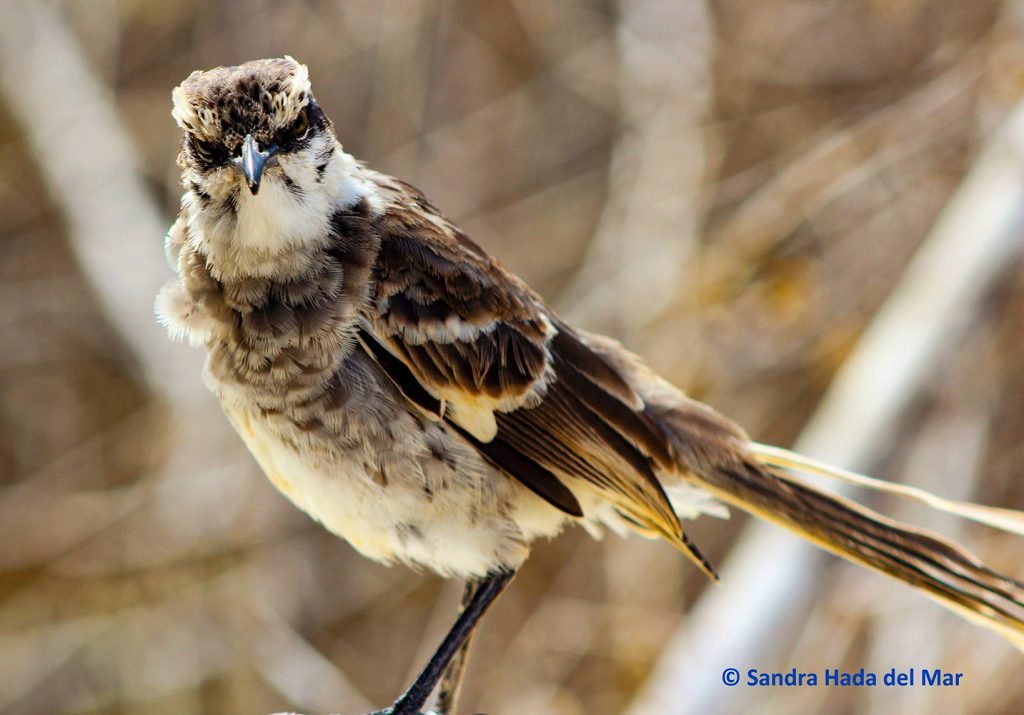 Long-tailed Mockingbird