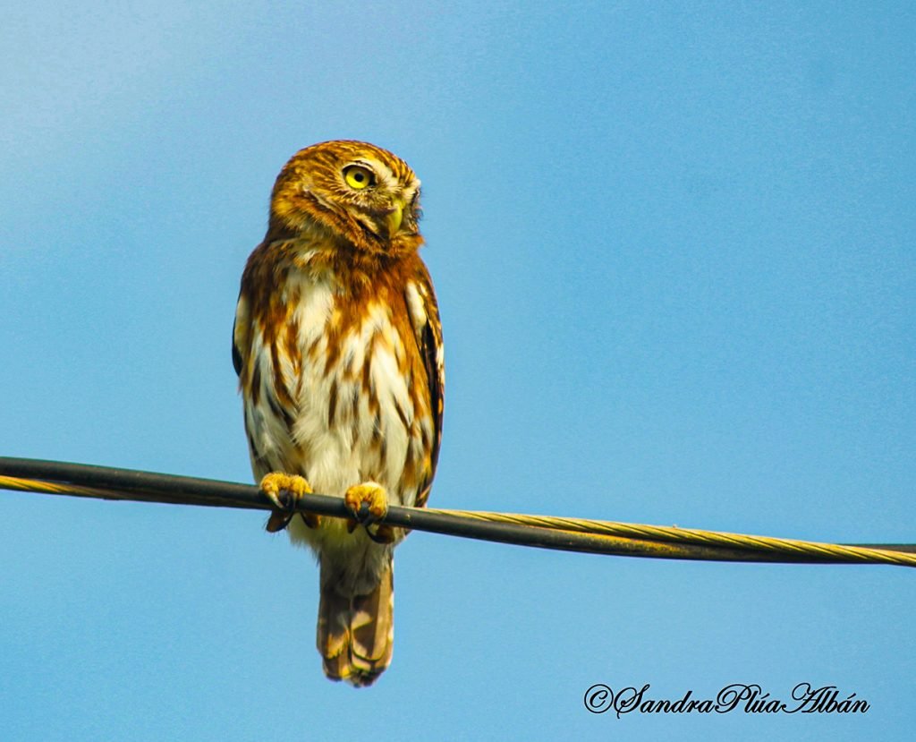 Peruvian Pygmy Owl