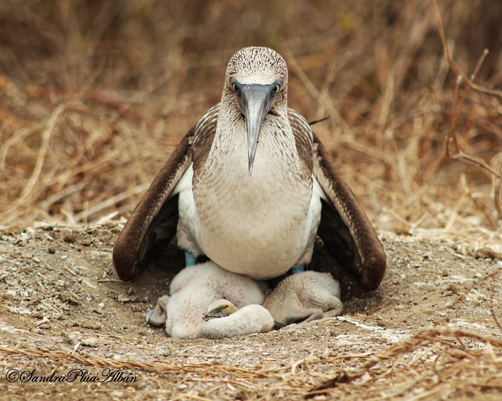 Blue Footed Boobies