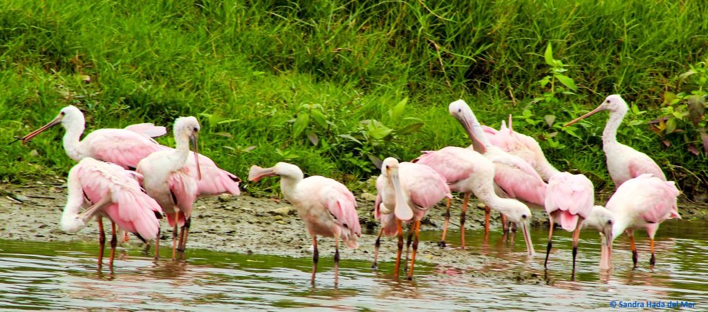 Roseate Spoonbill