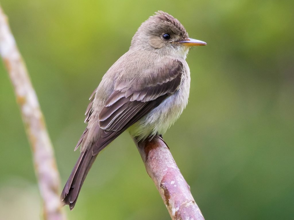 Tropical Pewee