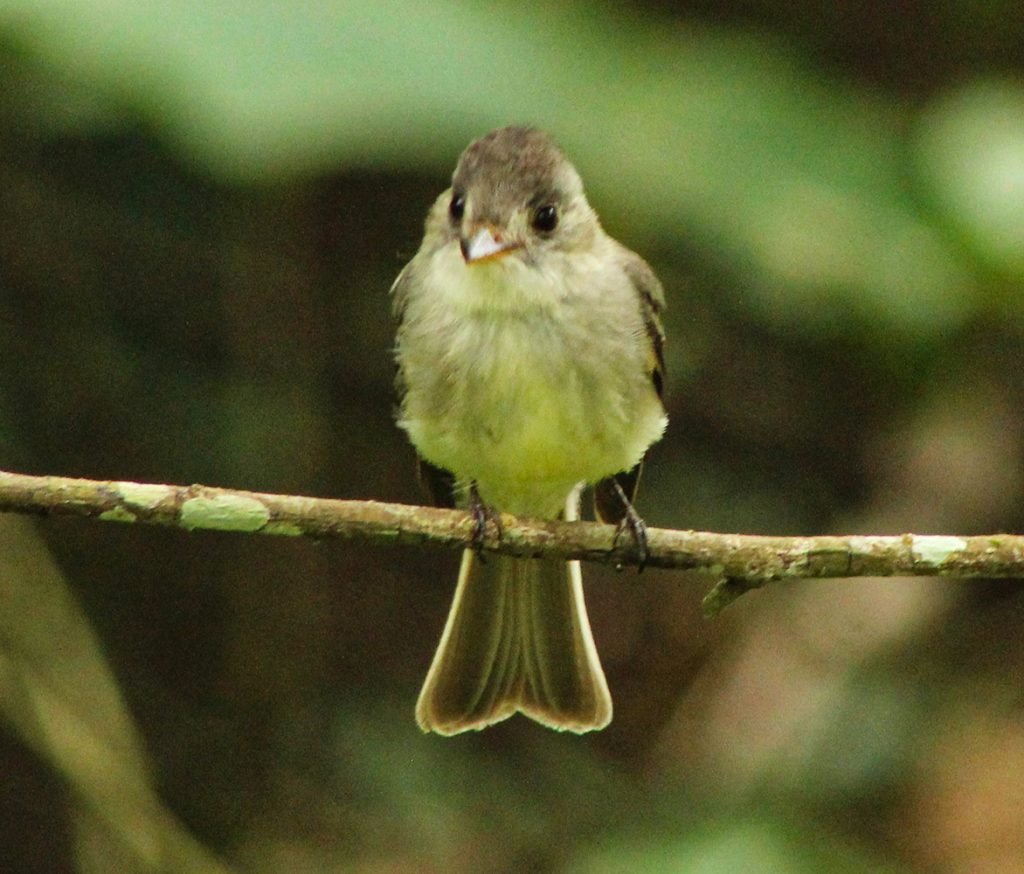 Tumbes Pewee