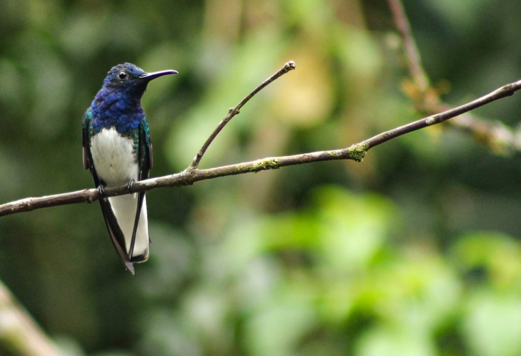 White necked Jacobin