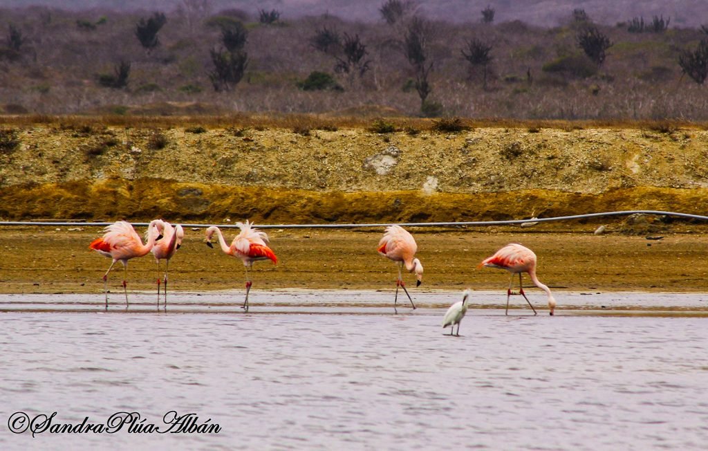 Chilean Flamingo