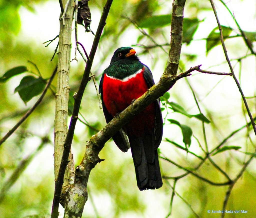 Ecuadorian Trogon