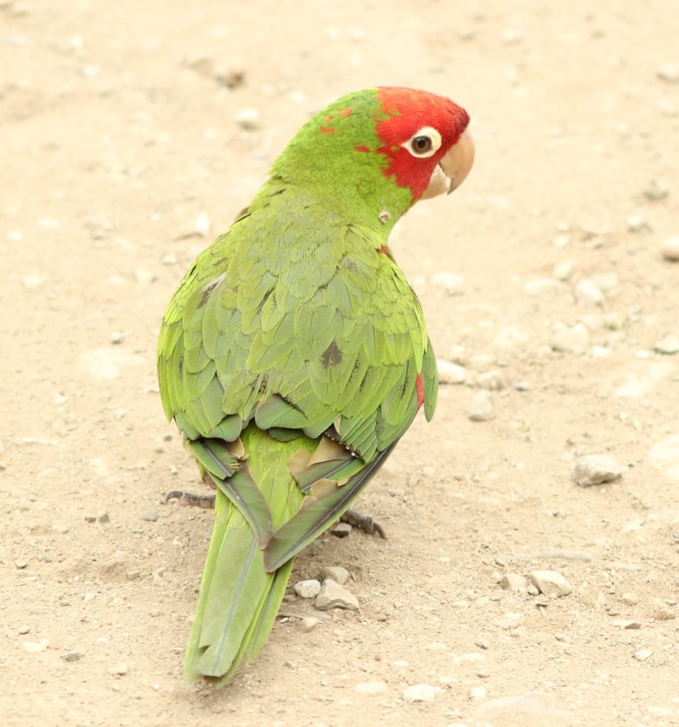 Red Masked Parakeet