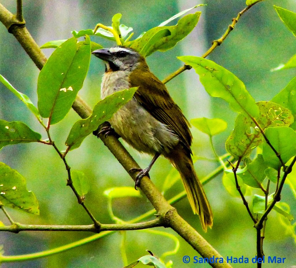 Buff-throated Saltator