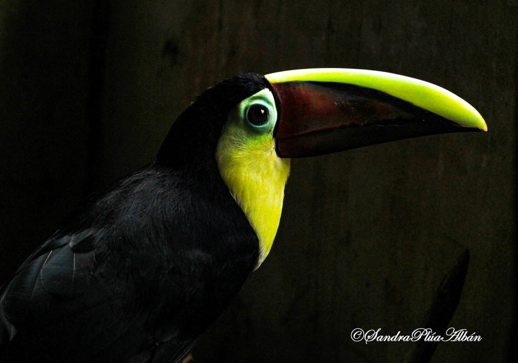 Yellow Throated Toucan